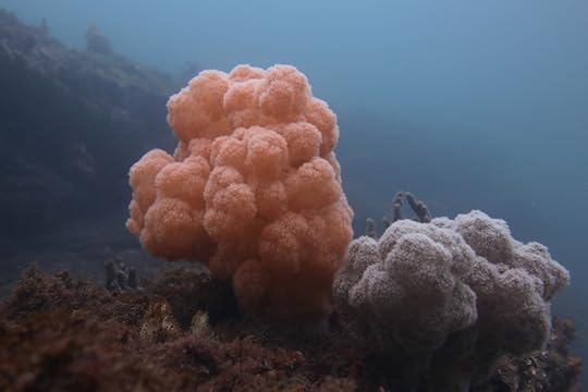 Fairlight_2985 - 4 cmp