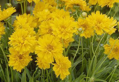 Coreopsis