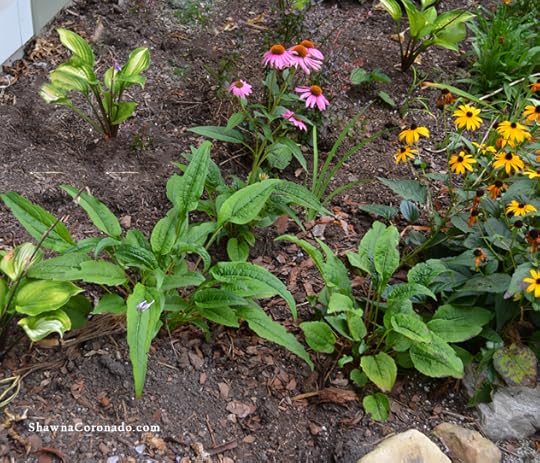 Small Perennial Pollinator Garden