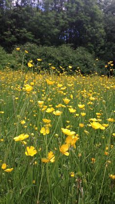 Image result for gold meadow aesthetic