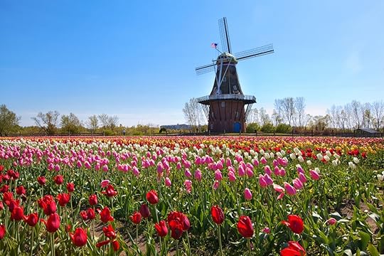 Windmill and tulips in Holland, Michigan