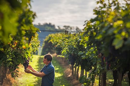 grape harvest in Nappa Valley