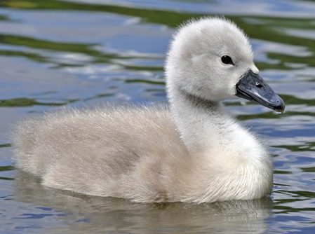 Cygnet from Deposit Photo