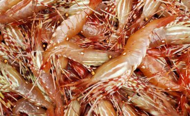 spot prawns