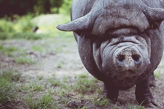 Black pig with mud on a road covered in mud standing facing camera.