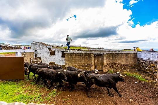 Running with the bulls in the Azores, Portugal