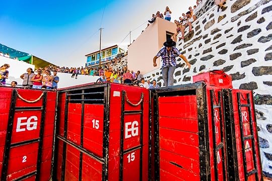 Bulls in cages before bull running in Azores, Portugal