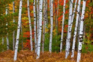 white birch tree