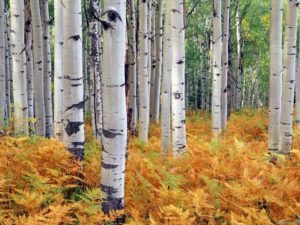 white birch tree