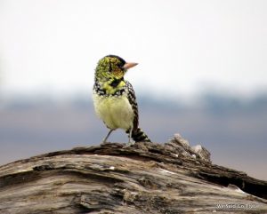 African bird by Lisa Niver