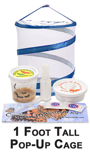 Complete Butterfly Kit