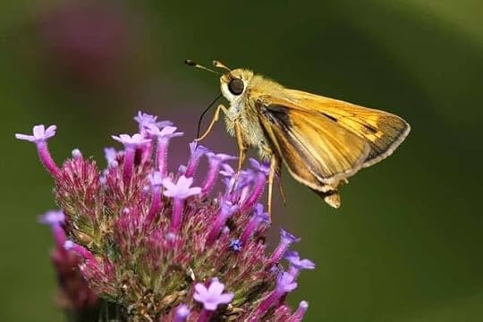 how to make a butterfly garden