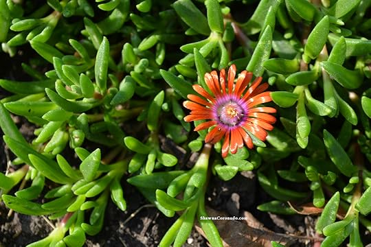 Delosperma Fire Spinner Blossom