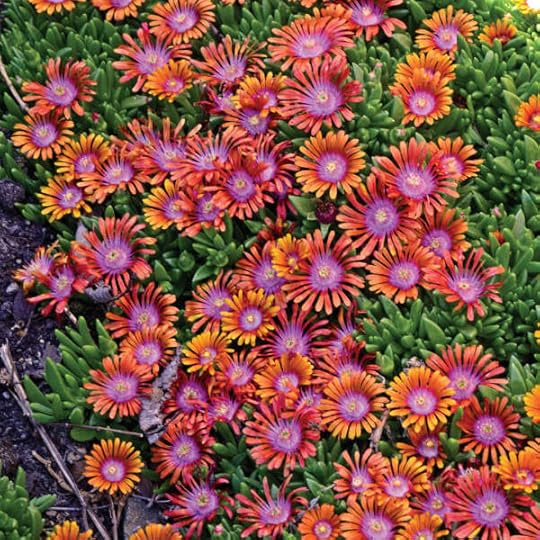 Delosperma Ice Plant Fire Spinner