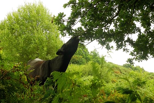 Braising on oak leaves