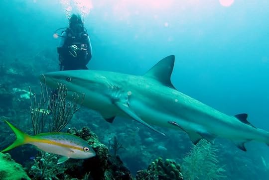 Are you ready to Dive at Gardens of the Queen?