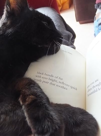 Image may contain: cat and text