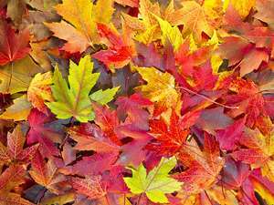 Image result for fall