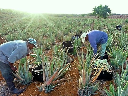Farmers cultivating aloe vera in Curacao