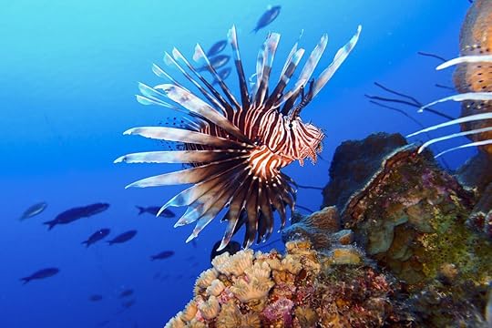 lion fish under the sea