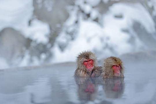 Red-faced Japanese snow monkeys in an onsen