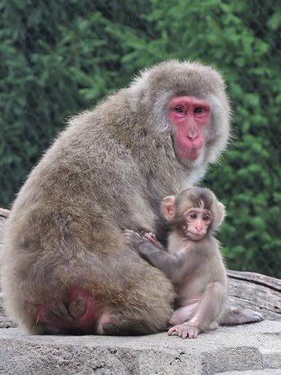 Hepp Snow Monkey mom and baby