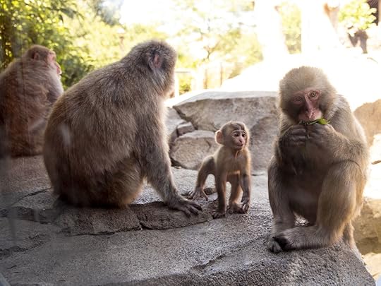 Japanese snow monkeys in the zoo