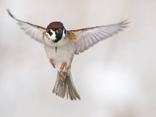  photo Sparrow_zpsb2h1c3ug.jpg