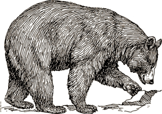 Black bear (artist unknown)