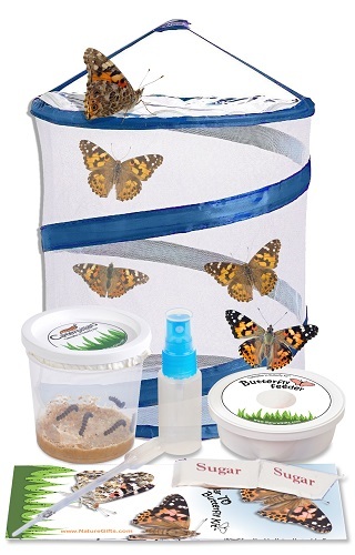 Raising butterflies