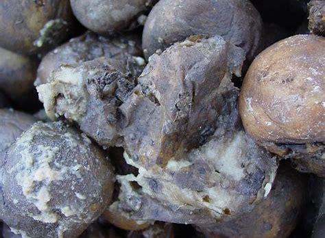 Rotting Potatoes.jpg