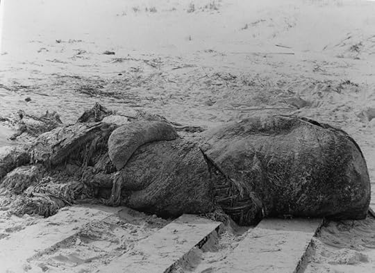 The St. Augustine Monster's carcass