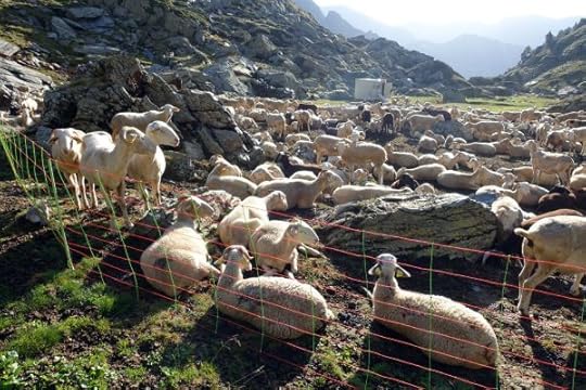 Sheep in their enclosure on the Catalan side of Mont-roig (Mont Rouch in French)