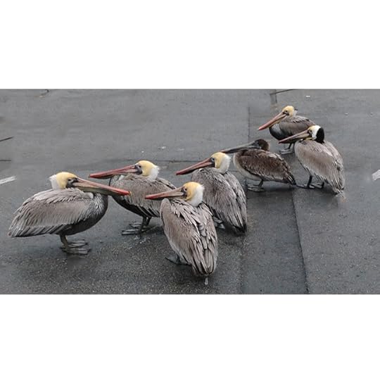 The Pelican Family Series -Brown Pelicans-#52 Meet The Pelicans