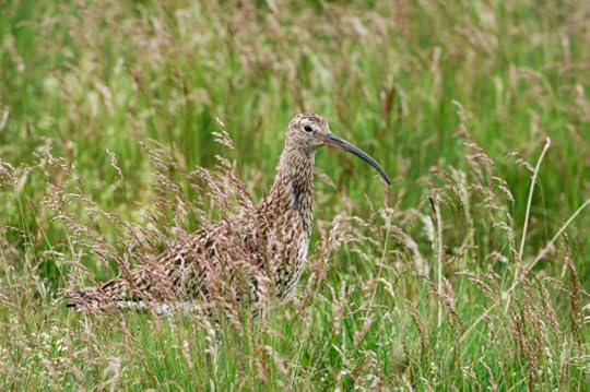 Curlew