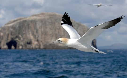 Gannet