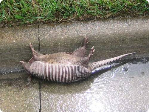  photo armadillodead2_zps53aa647c.jpg