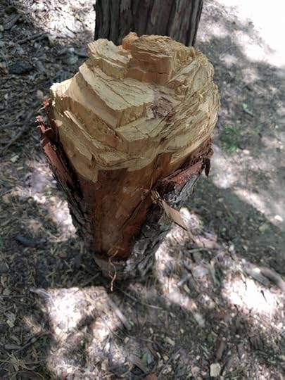 wood