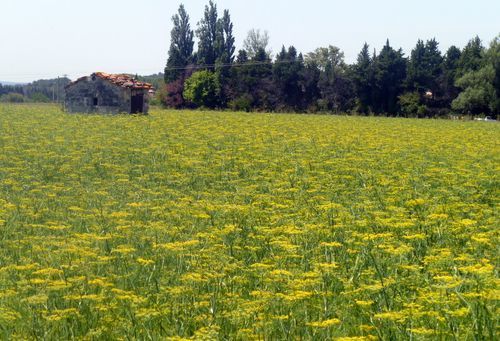 Fennel field (c) Kristin Espinasse