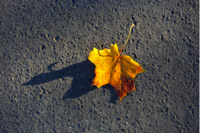 Leaf with shadow purchased from Adobe Stock