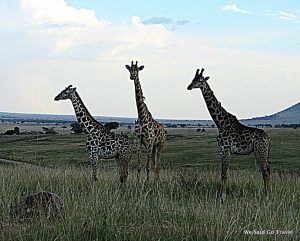 Lisa Niver in Africa: Giraffes on Safari