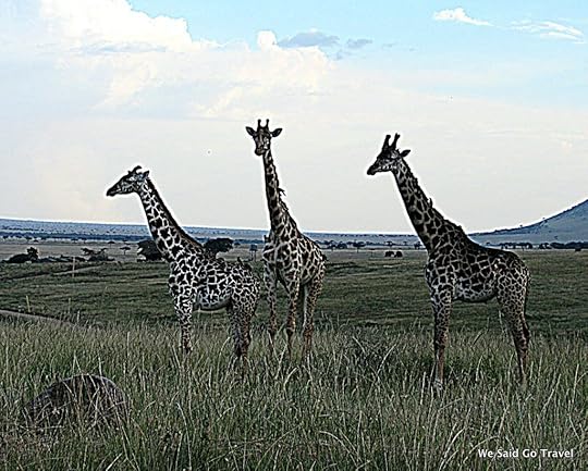Lisa Niver in Africa: Giraffes on Safari