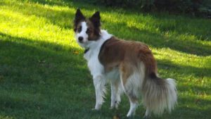 Fleur the border collie who helps Ted Darling crime series author L M Krier in her work
