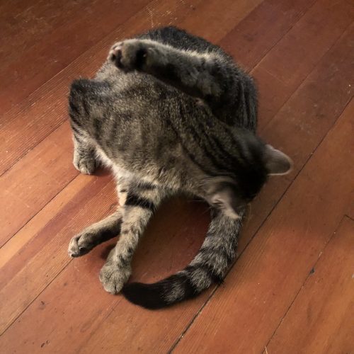 Pussy Mama Cat