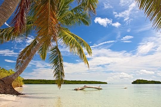 Palm trees, ocean and blue sky on a tropical beach in Florida keys