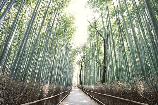 Bamboo forest in Japan