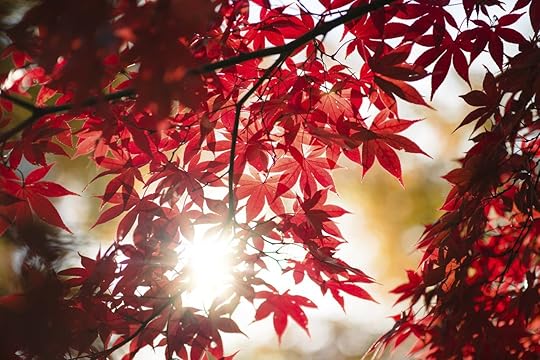 Red leaves in Japan