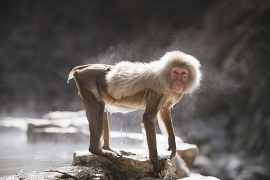 Snow monkey in Japan