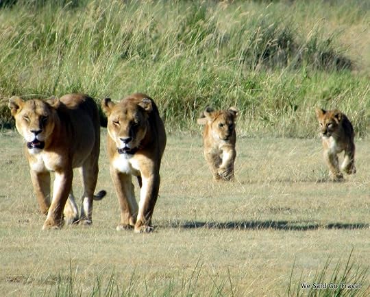 Lions in the Serengeti by Lisa Niver