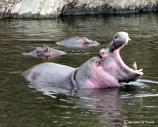 Hippo in Tanzania by Lisa Niver